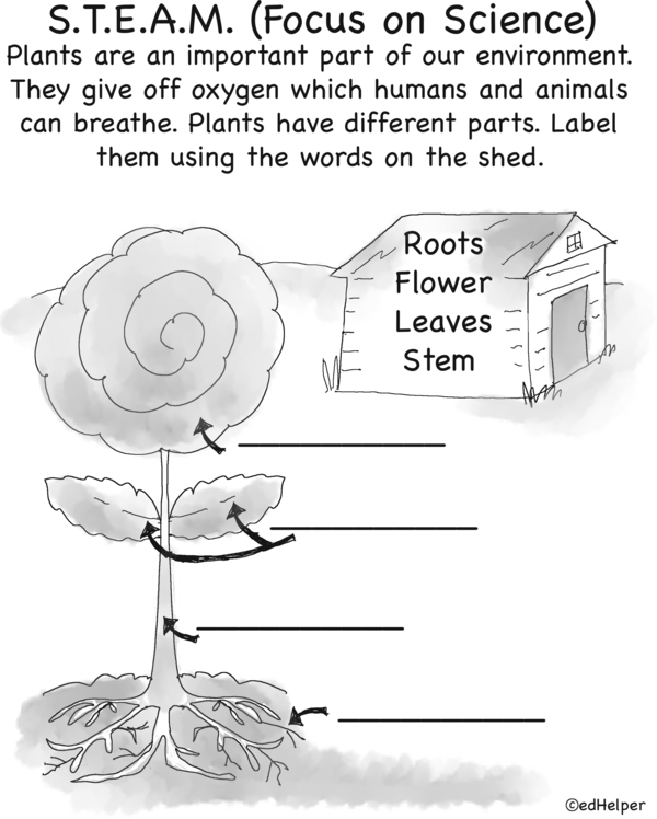 Plant Power: Label the Parts
